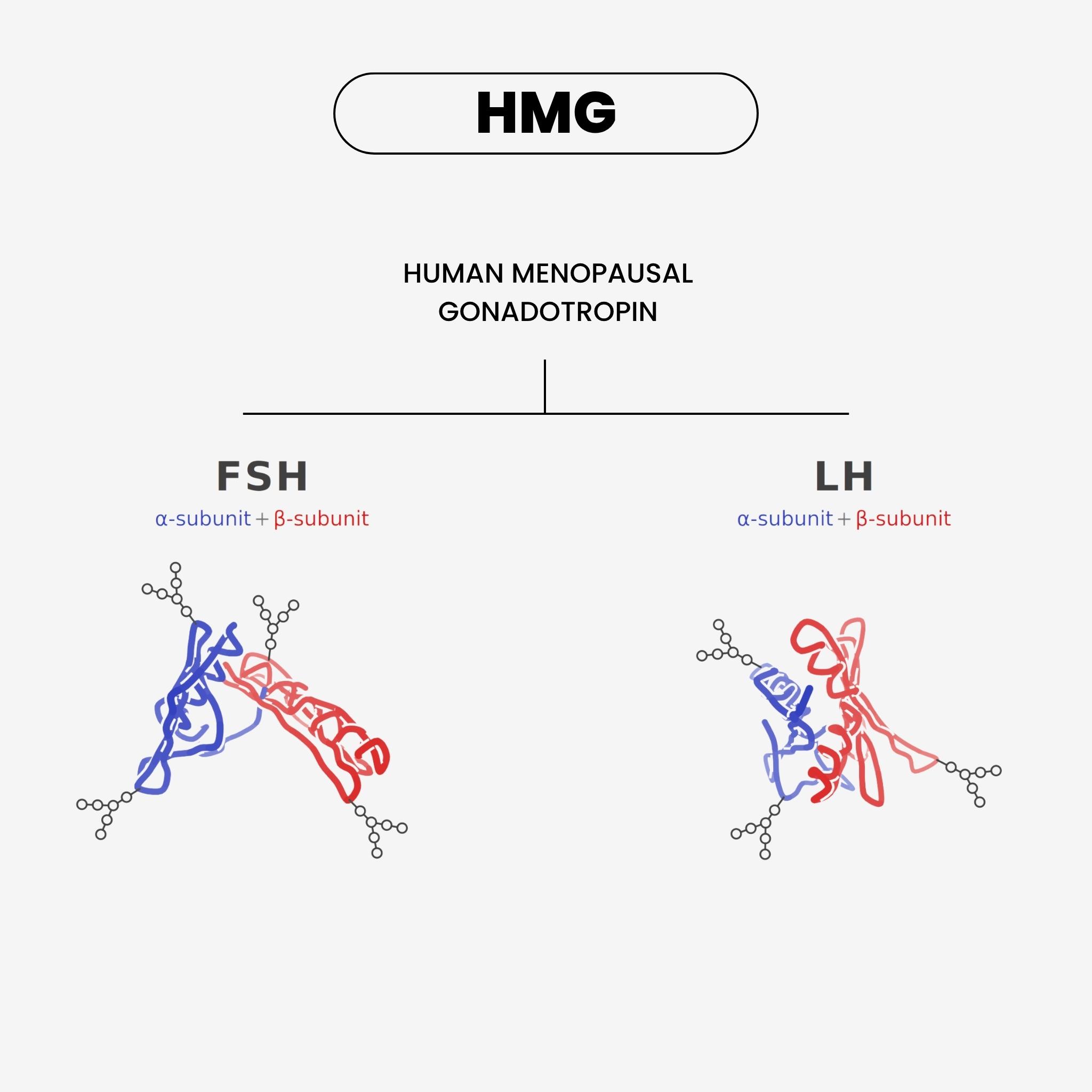 hMG 75 IU Menotropins view 2